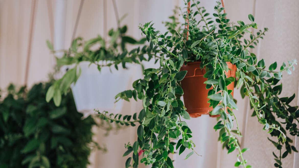 How to move Plants hanging indoor plants lipstick plant WJHHZ39 1170x658 1