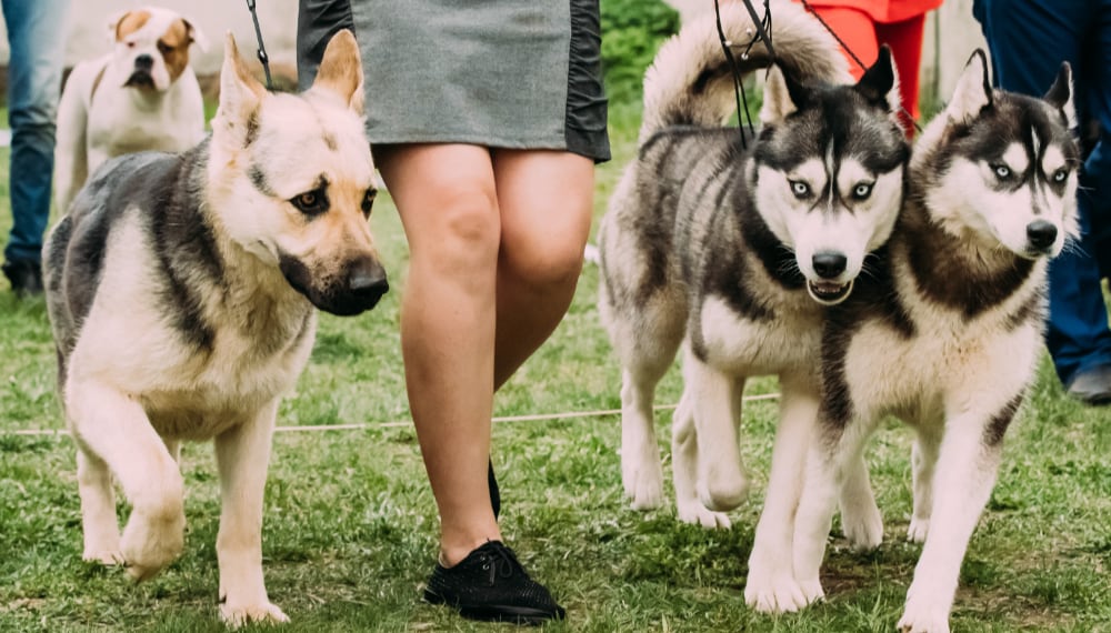 Dog being walked by a professional caretaker at a daycare facility, TrekMovers