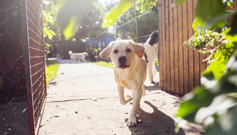 Dog Boarding and Daycare: All You Need to Know when Boarding Your Pup dogs walking in park 2021 08 28 23 17 53 utc