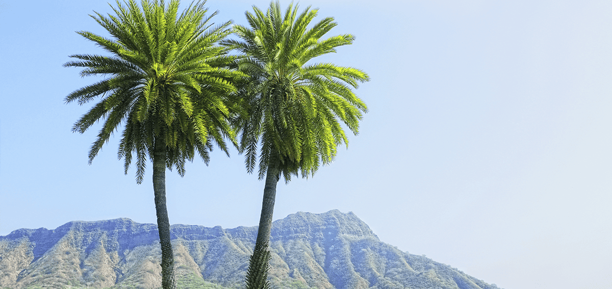 Milpitas movers Milpitas 1